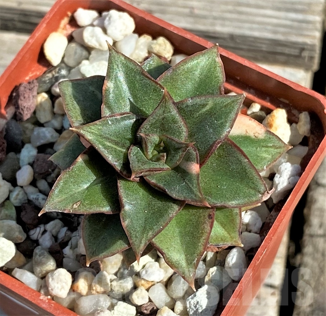 SHPR13571 Echeveria purpusorum ‘Monocerotis’ variegated