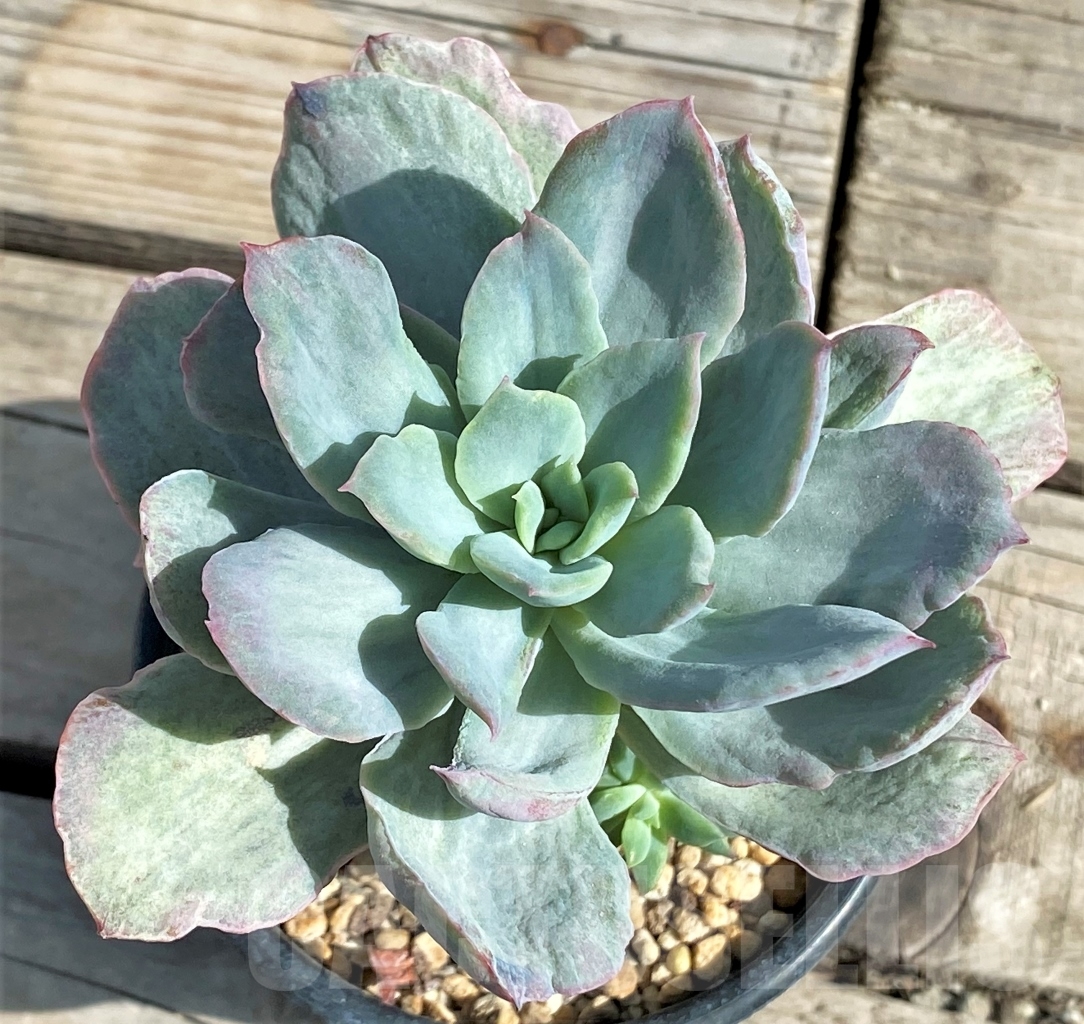 SHPR13574 Echeveria `Lime lemon white` mutation