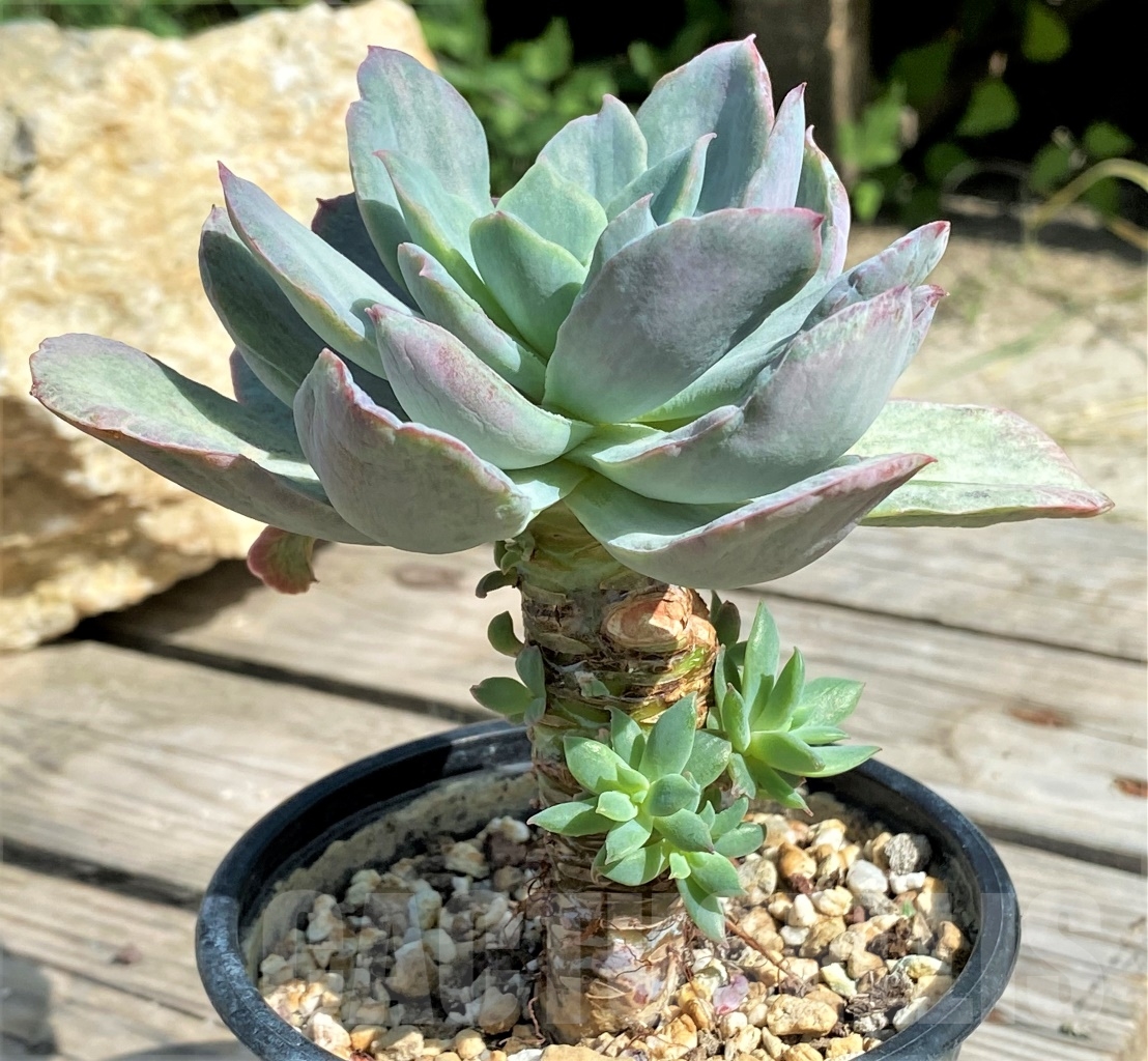 SHPR13574 Echeveria `Lime lemon white` mutation - Image 2