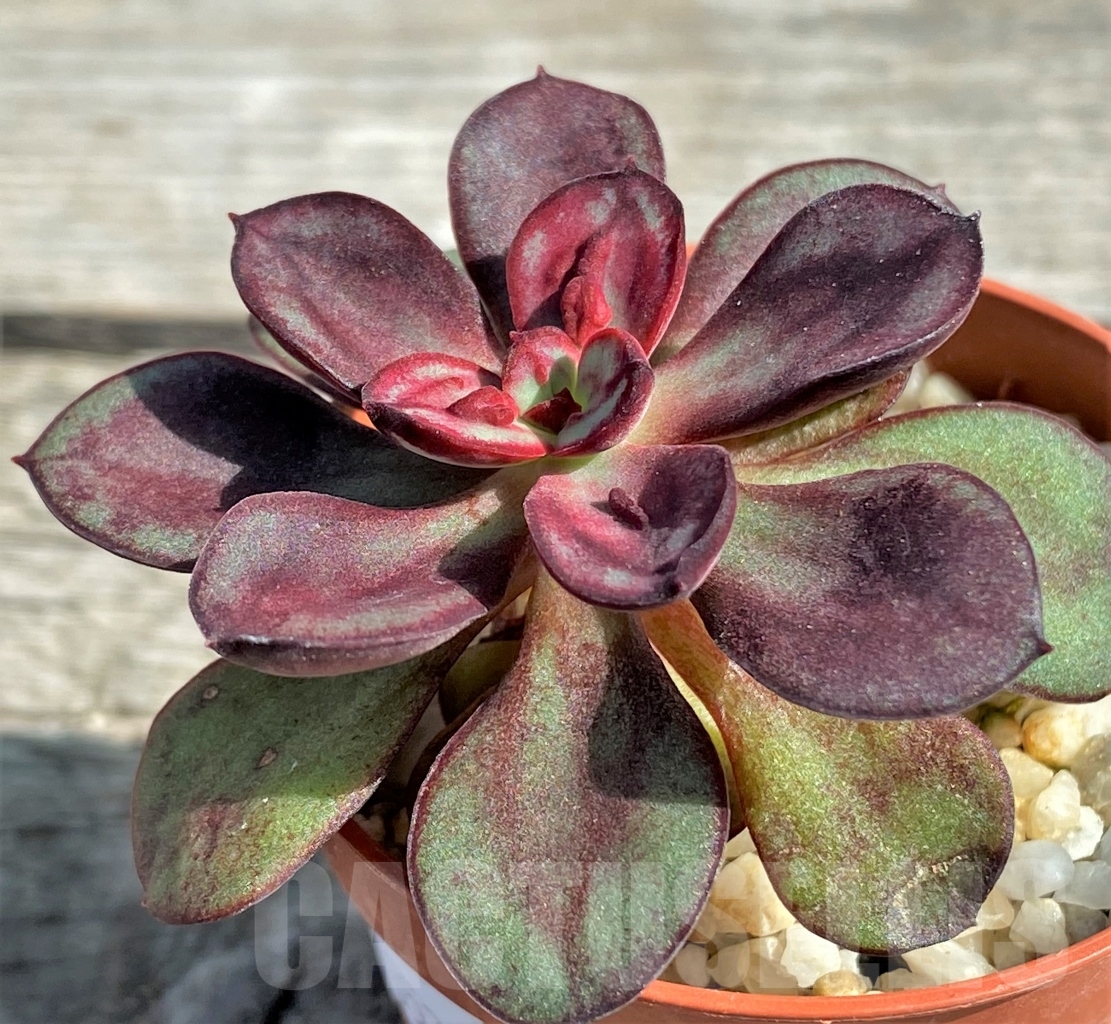 SHPR13577 Echeveria nodulosa 'Maruba Benitsukasa' - Imagen 2