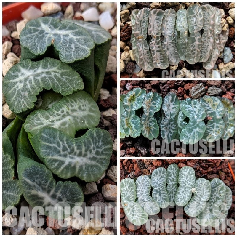 LOT494 10 SEEDS Haworthia truncata mix Japan, 2023