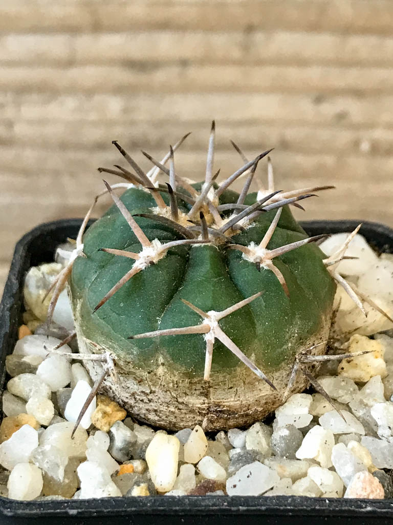 SHPR8284 Gymnocalycium schmidianum, short hard spines - Obrázek 2