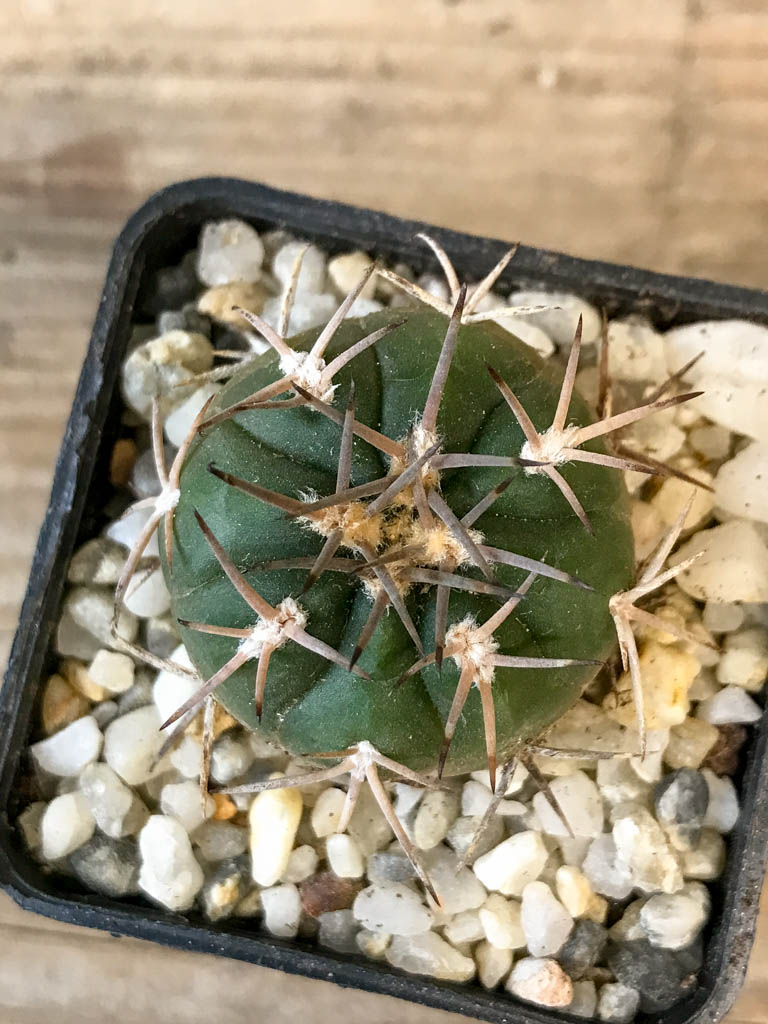 SHPR8284 Gymnocalycium schmidianum, short hard spines - Obrázek 3