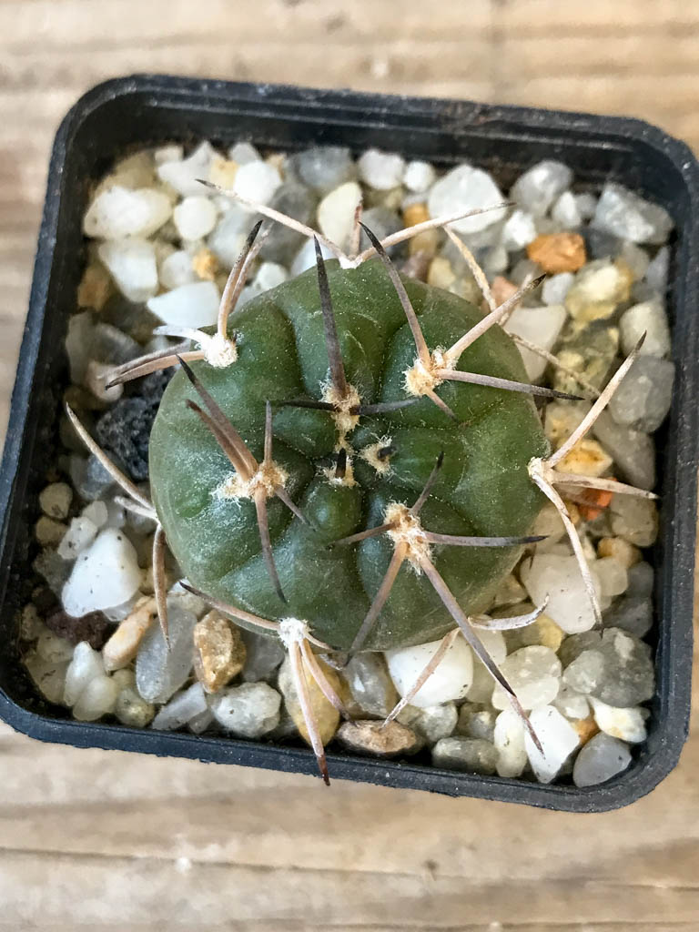 SHPR8284 Gymnocalycium schmidianum, short hard spines