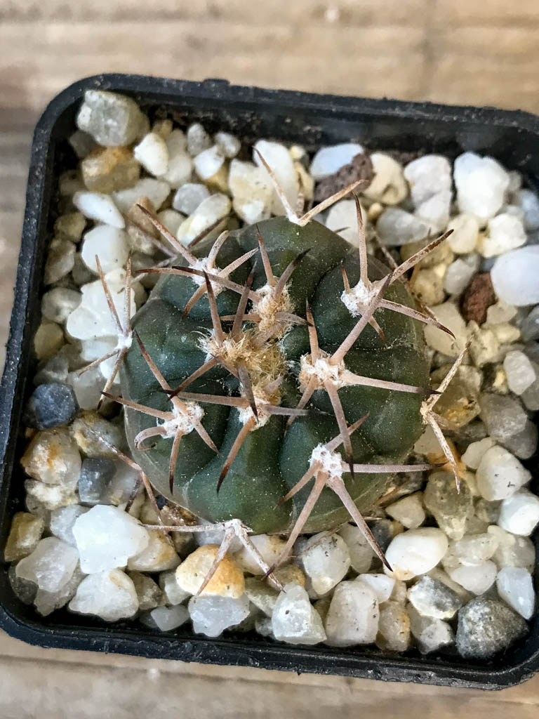 SHPR8284 Gymnocalycium schmidianum, short hard spines - Obrázek 4