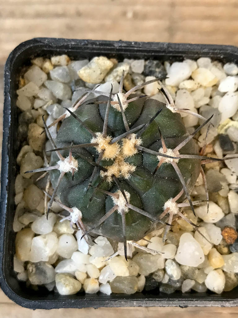 SHPR8284 Gymnocalycium schmidianum, short hard spines - Obrázek 5