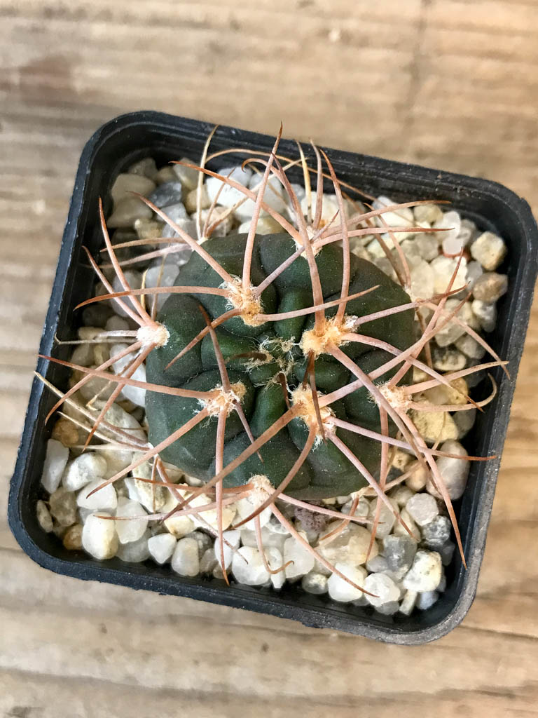SHPR8284 Gymnocalycium schmidianum, short hard spines - Obrázek 6