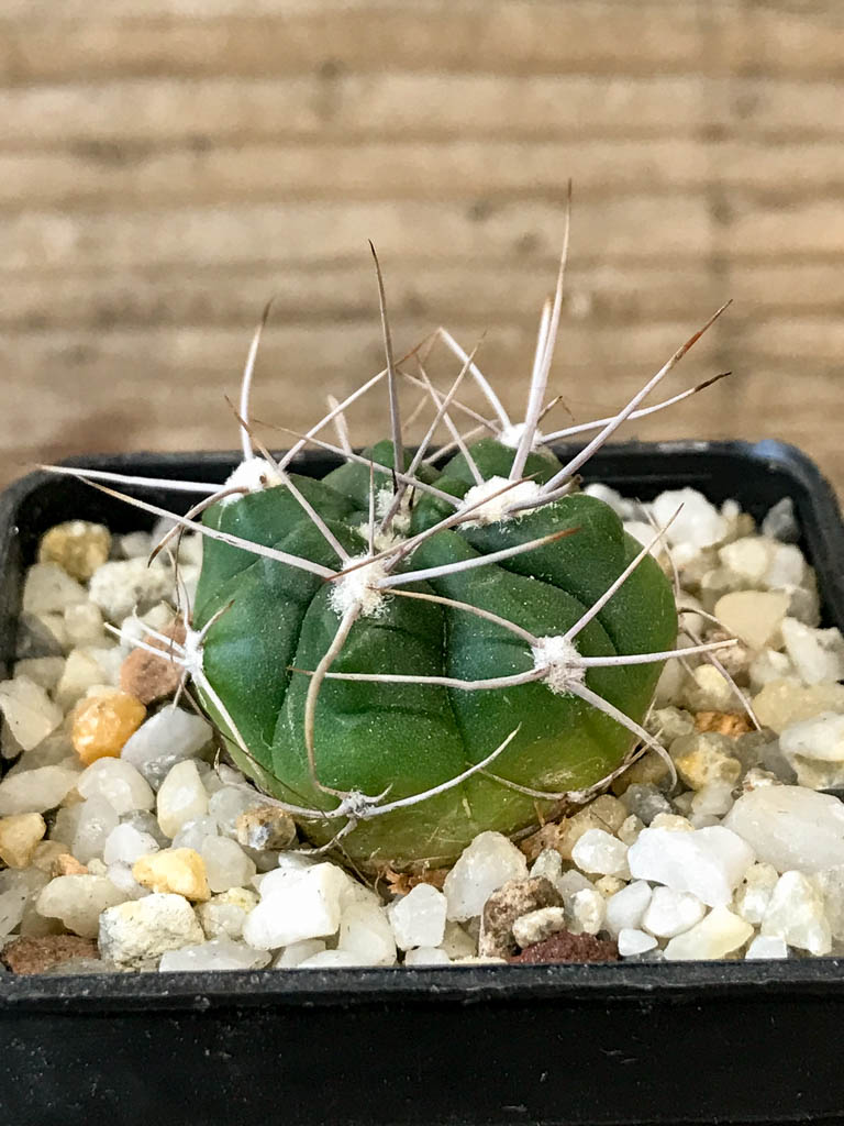 SHPR8288 Gymnocalycium valnicekianum - Image 2