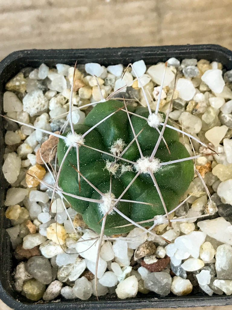 SHPR8288 Gymnocalycium valnicekianum