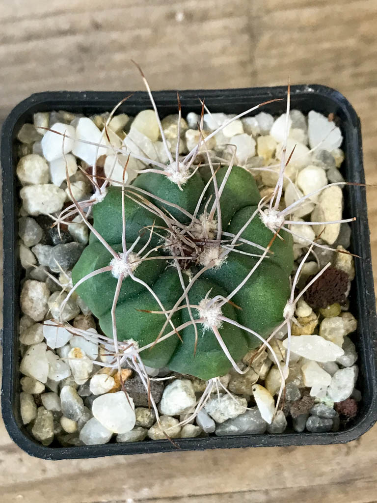 SHPR8288 Gymnocalycium valnicekianum - Image 3