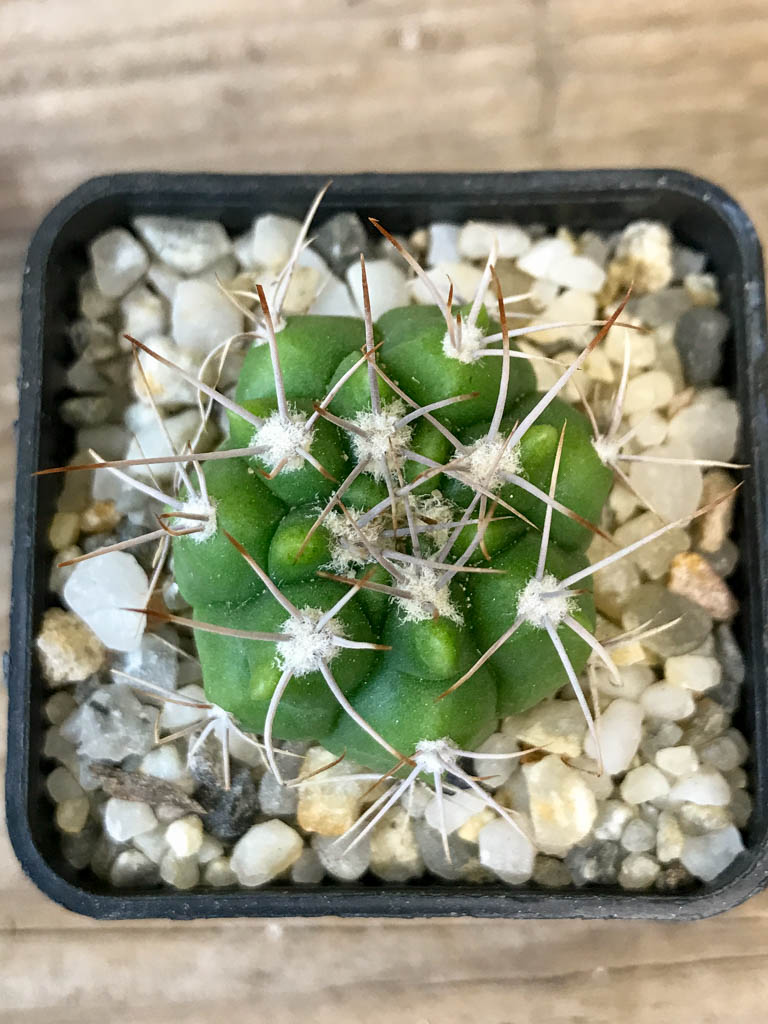 SHPR8288 Gymnocalycium valnicekianum - Image 4