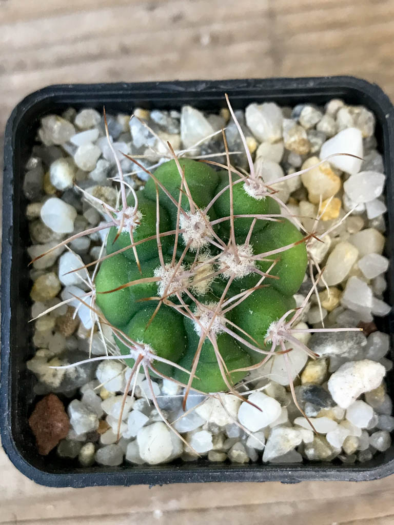 SHPR8288 Gymnocalycium valnicekianum - Image 5