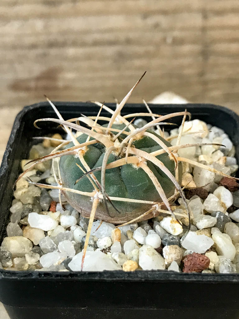 SHPR8290 Gymnocalycium cardenasianum LF 616 - immagine 2