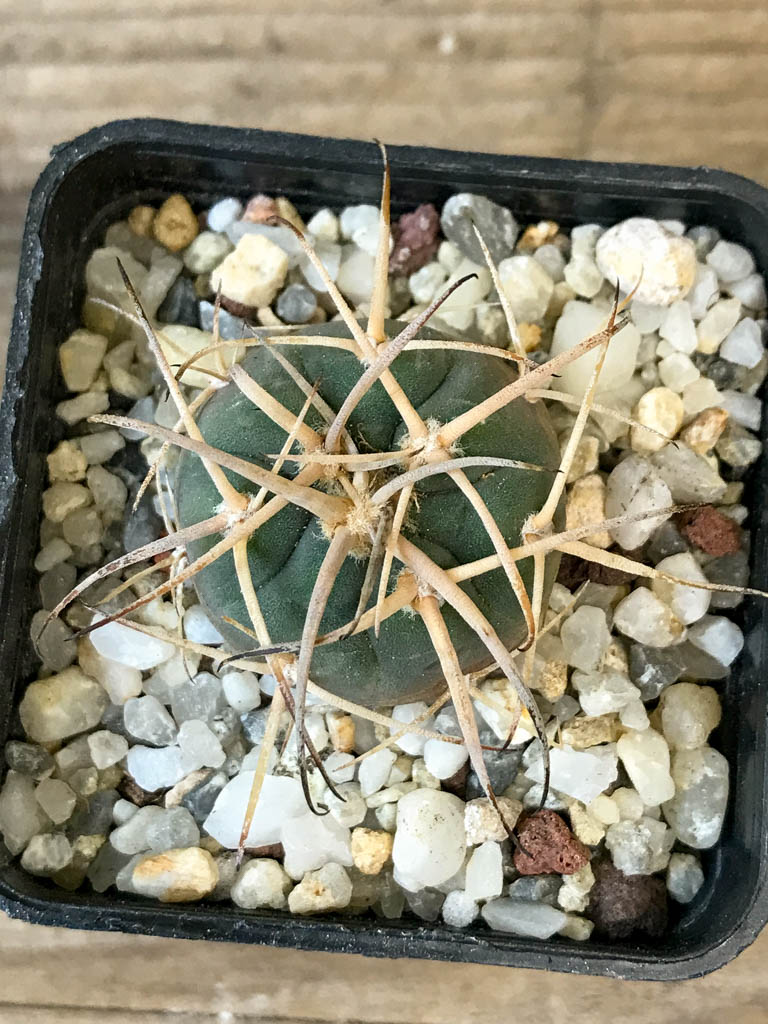 SHPR8290 Gymnocalycium cardenasianum LF 616 - immagine 3