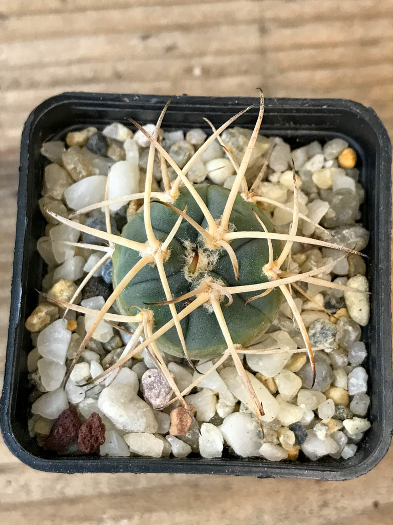 SHPR8290 Gymnocalycium cardenasianum LF 616 - immagine 4