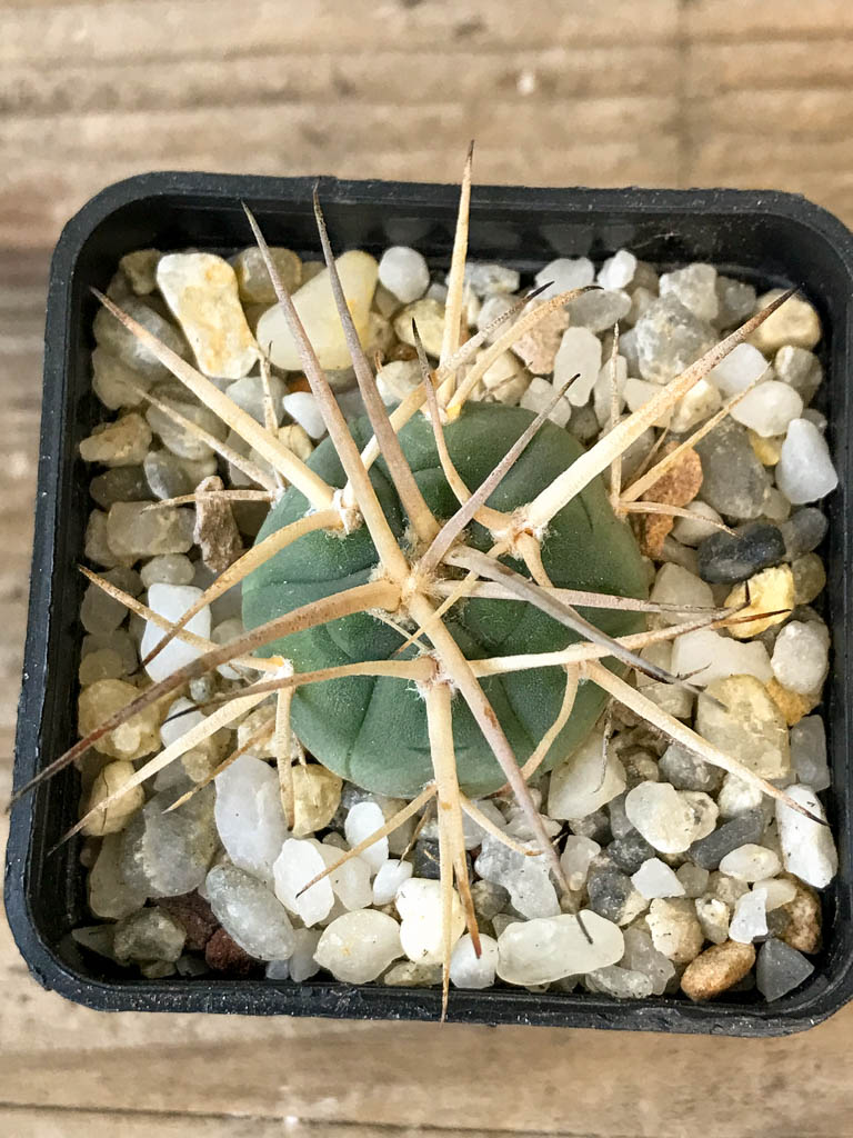 SHPR8290 Gymnocalycium cardenasianum LF 616 - immagine 5