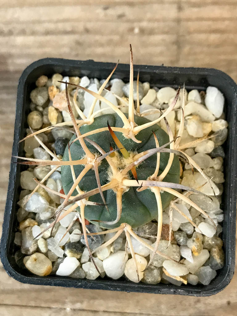 SHPR8290 Gymnocalycium cardenasianum LF 616