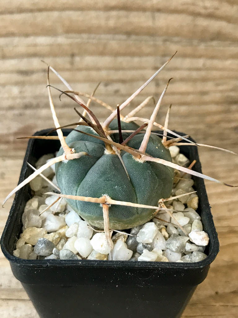 SHPR8291 Gymnocalycium cardenasianum LF 618, hard spines - immagine 2
