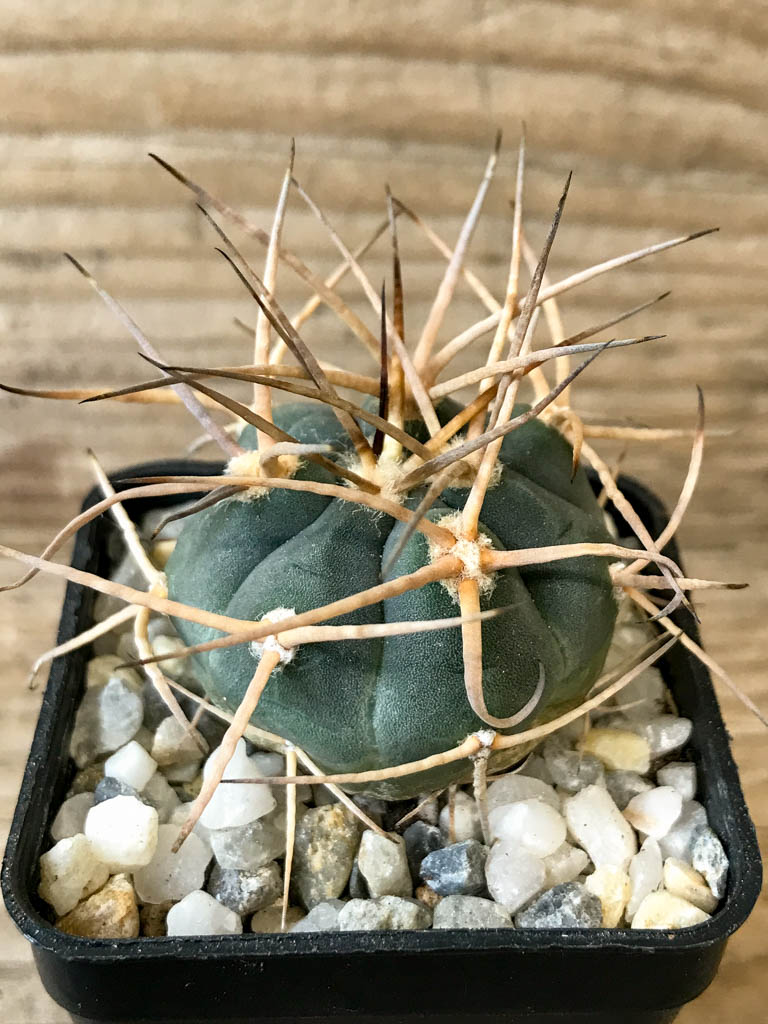 SHPR8291 Gymnocalycium cardenasianum LF 618, hard spines
