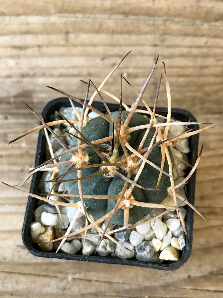 SHPR8291 Gymnocalycium cardenasianum LF 618, hard spines - immagine 3