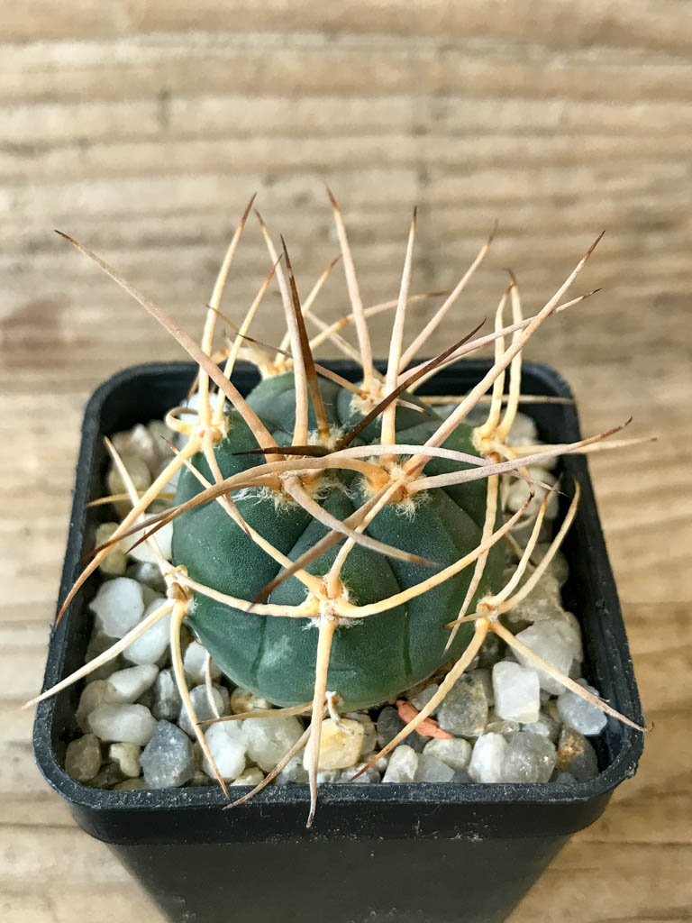 SHPR8291 Gymnocalycium cardenasianum LF 618, hard spines - immagine 5