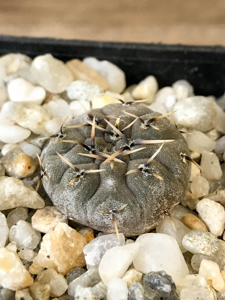SHPR8292 Gymnocalycium basiatrum - Obrázek 2