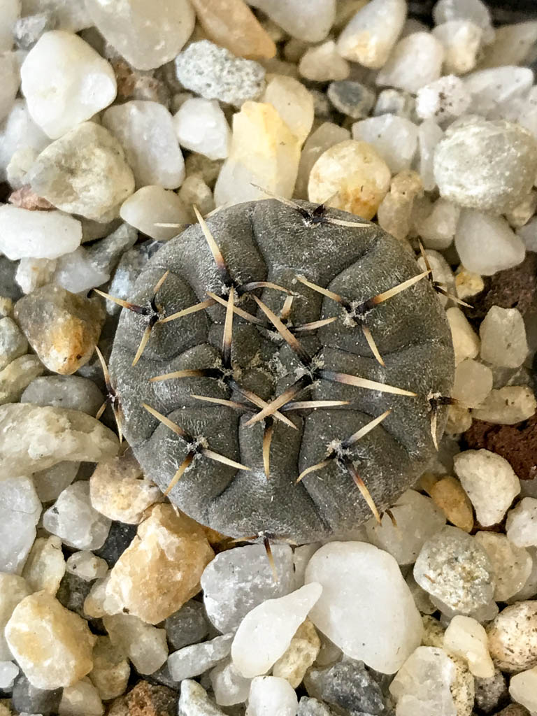 SHPR8292 Gymnocalycium basiatrum