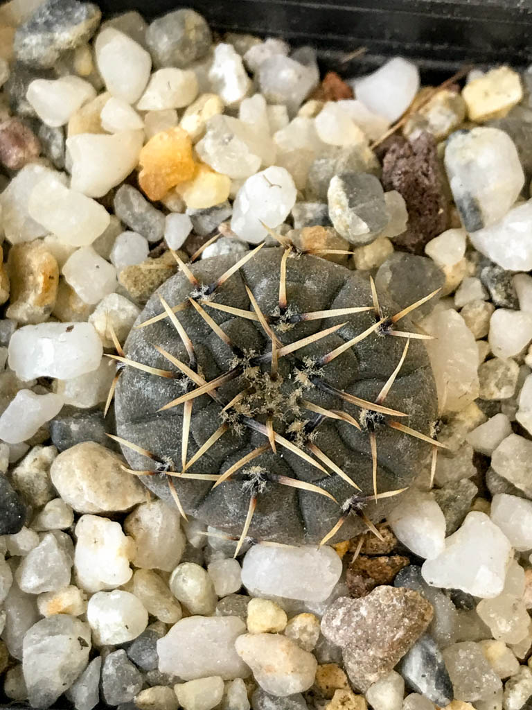 SHPR8292 Gymnocalycium basiatrum - Obrázek 3