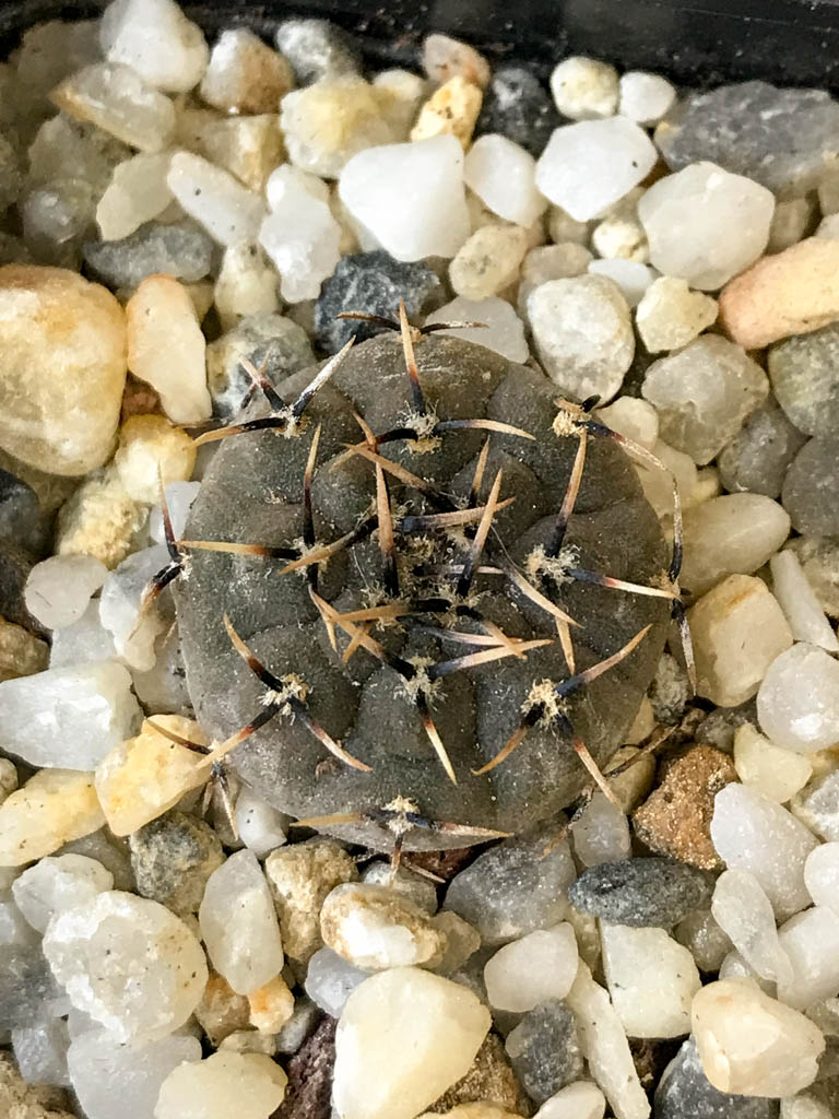 SHPR8292 Gymnocalycium basiatrum - Obrázek 4
