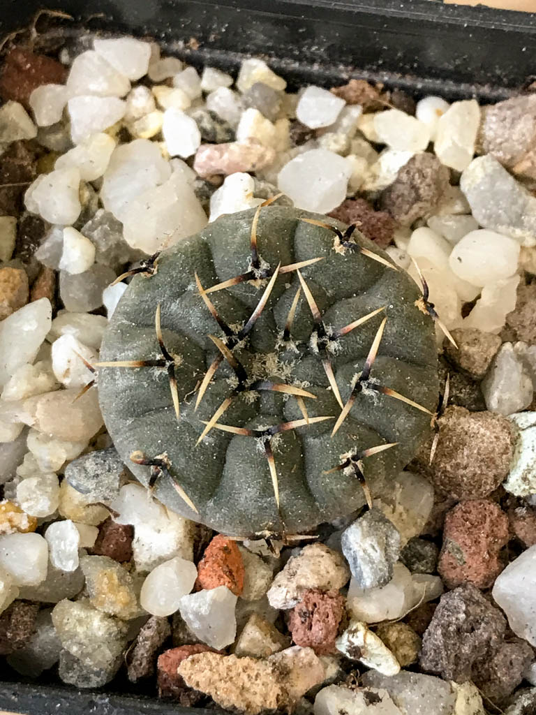 SHPR8292 Gymnocalycium basiatrum - Obrázek 5
