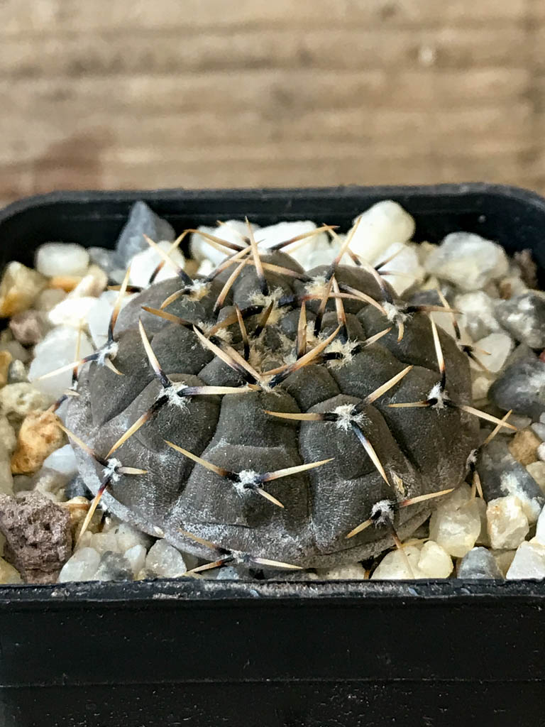 SHPR8293 Gymnocalycium basiatrum - Obrázek 2