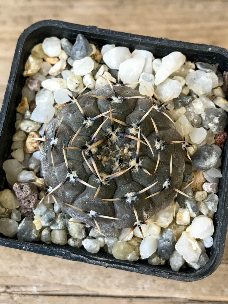 SHPR8293 Gymnocalycium basiatrum - Obrázek 3
