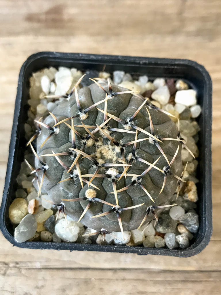 SHPR8293 Gymnocalycium basiatrum