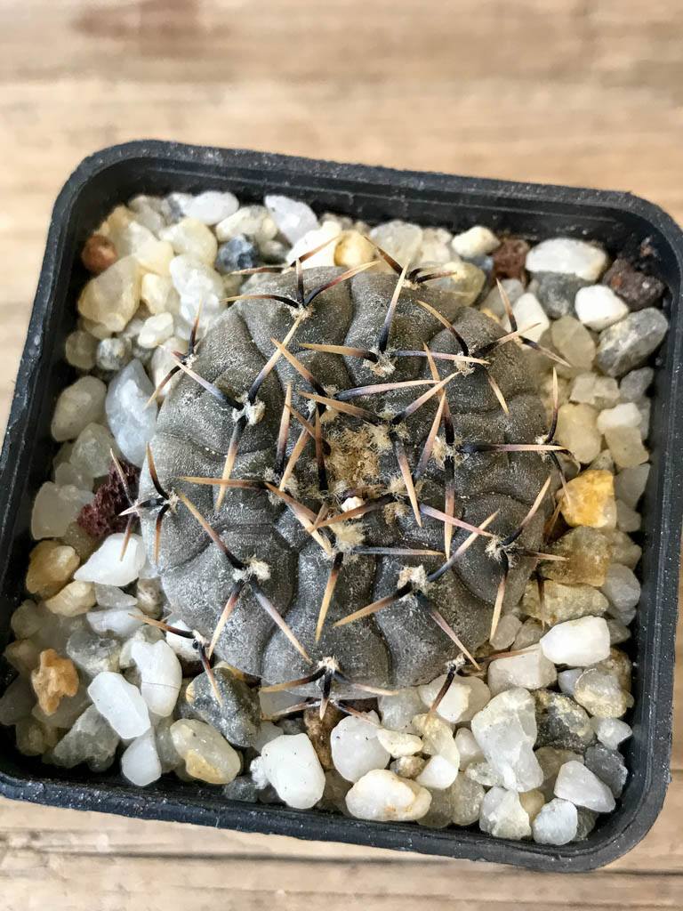SHPR8293 Gymnocalycium basiatrum - Obrázek 4