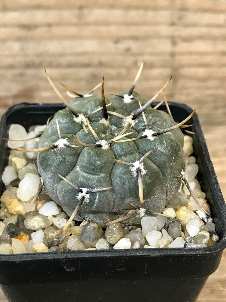 SHPR8295 Gymnocalycium borthii ssp. nogolense - Image 2
