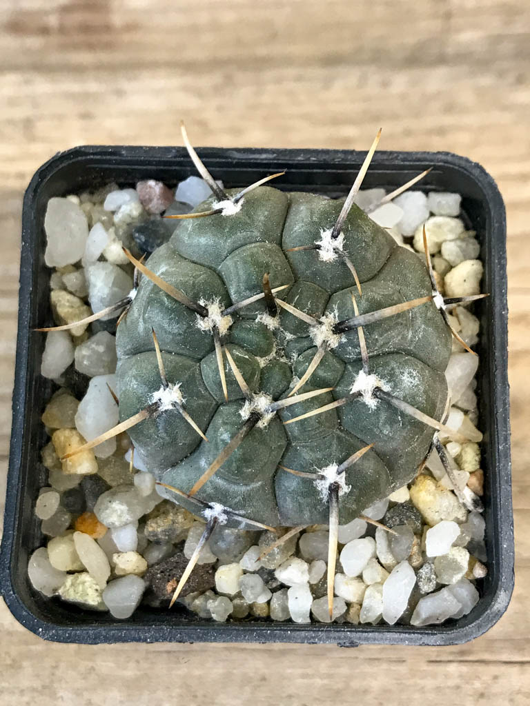 SHPR8295 Gymnocalycium borthii ssp. nogolense