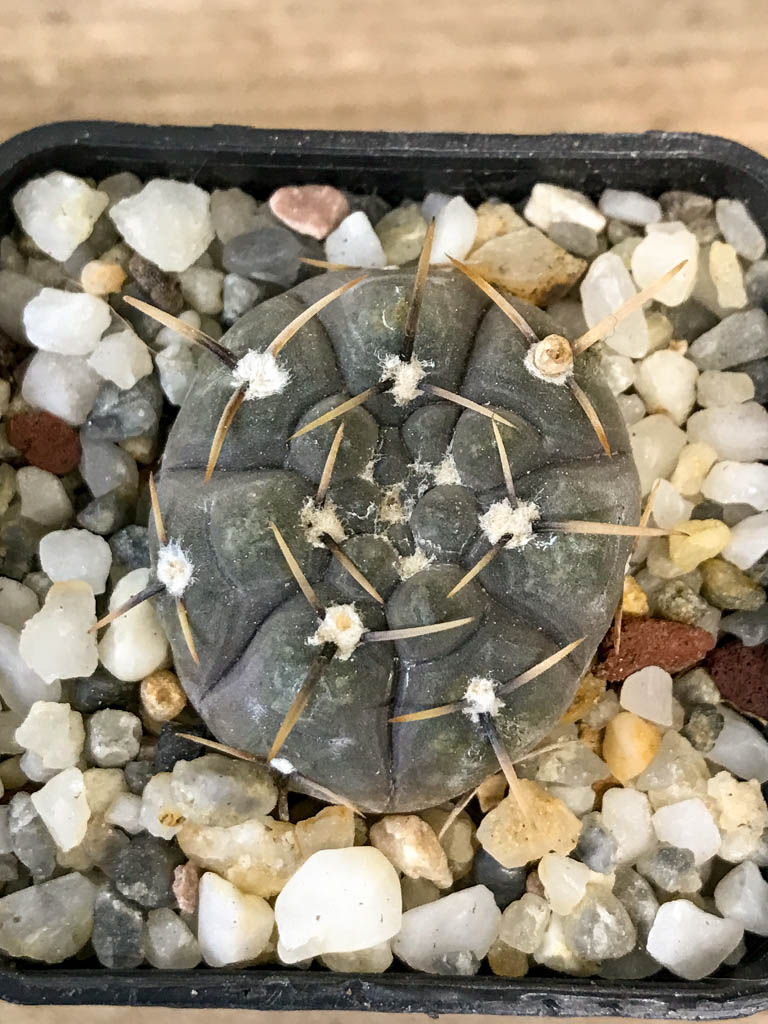 SHPR8295 Gymnocalycium borthii ssp. nogolense - Image 3