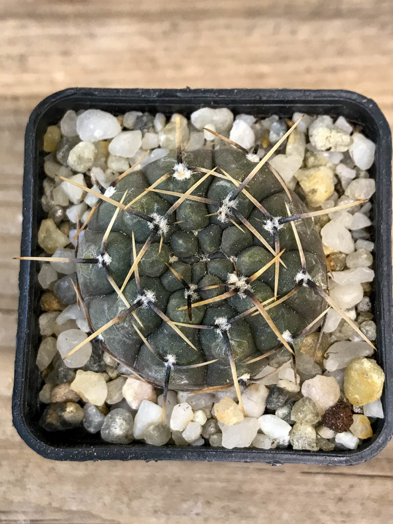 SHPR8295 Gymnocalycium borthii ssp. nogolense - Image 4