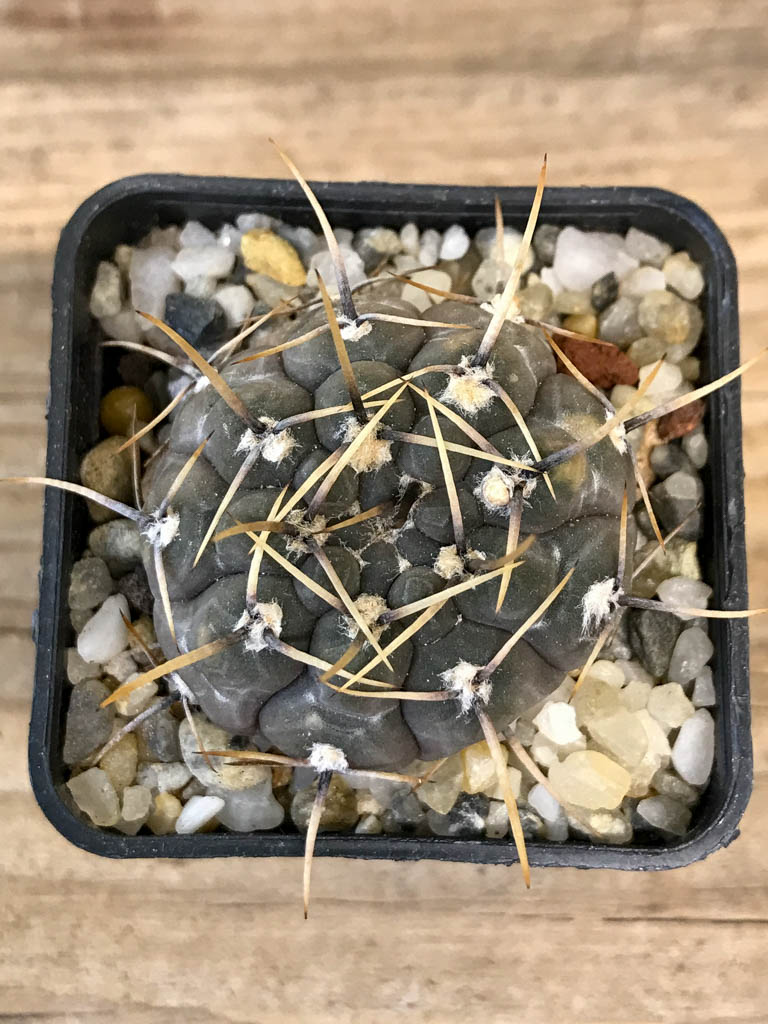 SHPR8295 Gymnocalycium borthii ssp. nogolense - Image 5