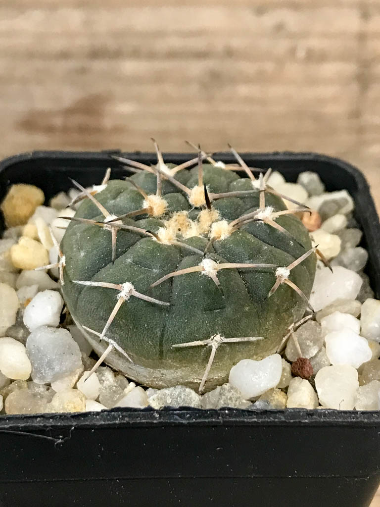 SHPR8297 Gymnocalycium riojense v. paucispinum MT 12-551, Argentina : Catamarca (Casa De Piedra, 218 m) - Image 2