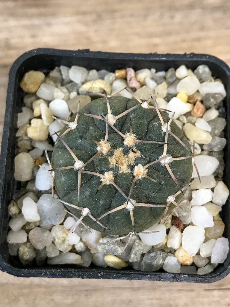 SHPR8297 Gymnocalycium riojense v. paucispinum MT 12-551, Argentina : Catamarca (Casa De Piedra, 218 m) - Image 3
