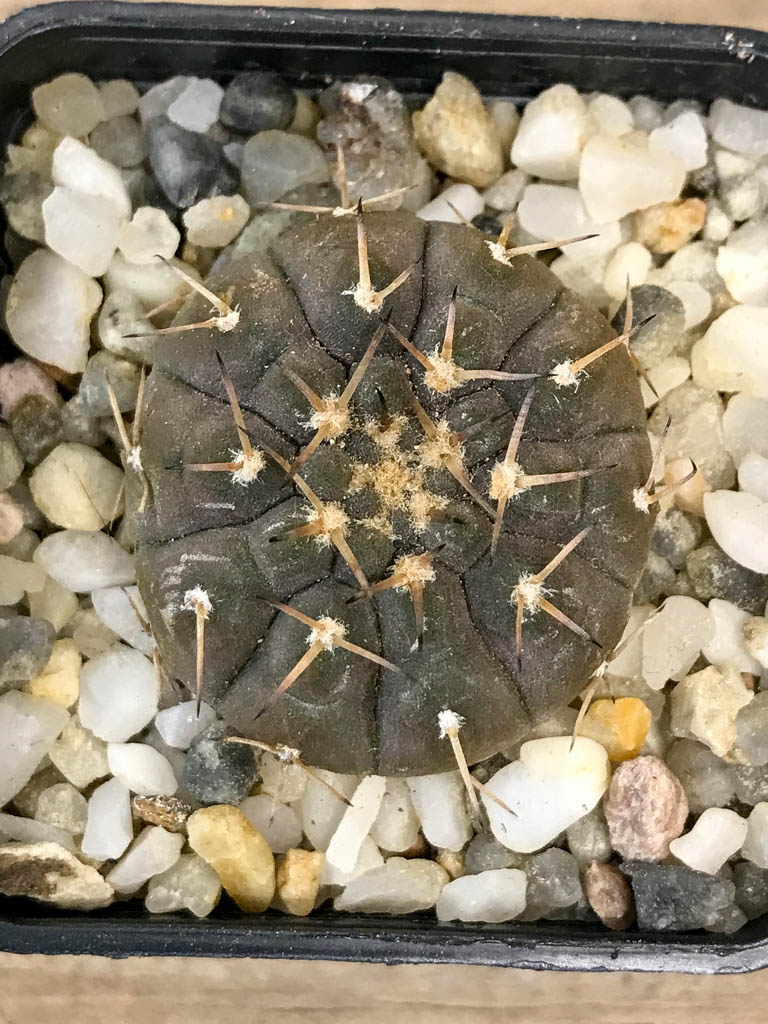 SHPR8297 Gymnocalycium riojense v. paucispinum MT 12-551, Argentina : Catamarca (Casa De Piedra, 218 m)