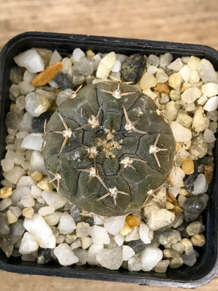 SHPR8297 Gymnocalycium riojense v. paucispinum MT 12-551, Argentina : Catamarca (Casa De Piedra, 218 m) - Image 4