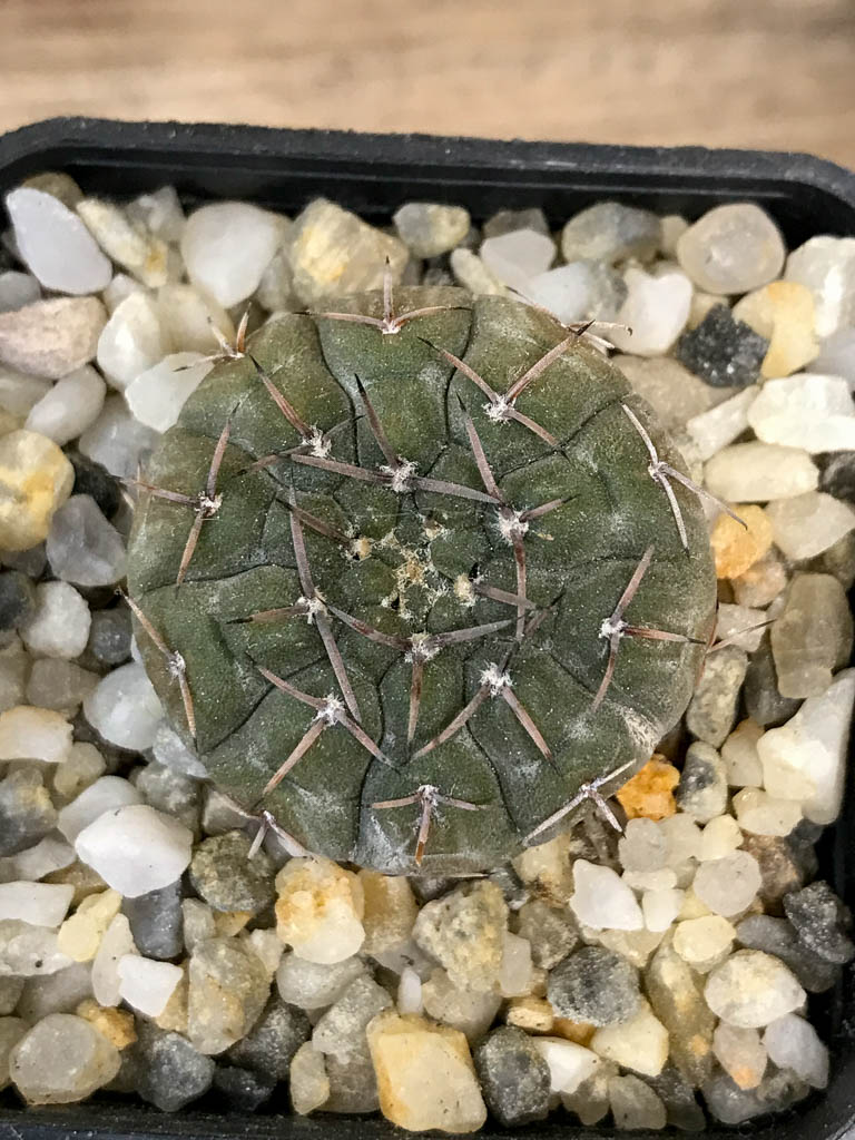 SHPR8297 Gymnocalycium riojense v. paucispinum MT 12-551, Argentina : Catamarca (Casa De Piedra, 218 m) - Image 5