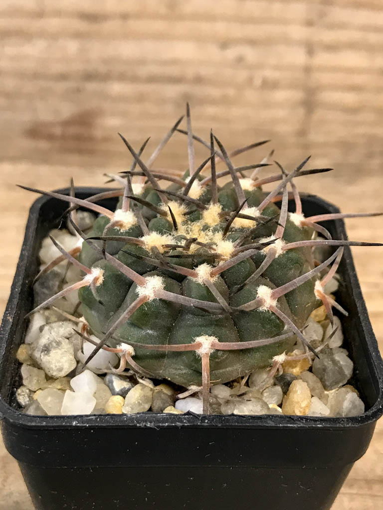 SHPR8298 Gymnocalycium piltziorum, hard spines - Image 2