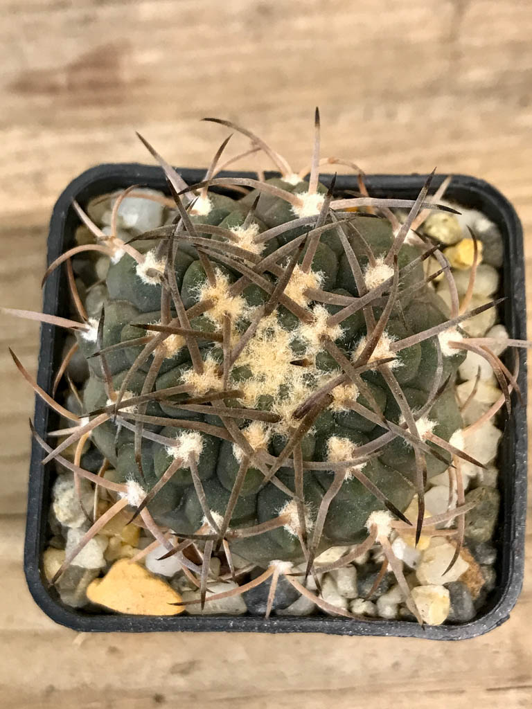 SHPR8298 Gymnocalycium piltziorum, hard spines - Image 4