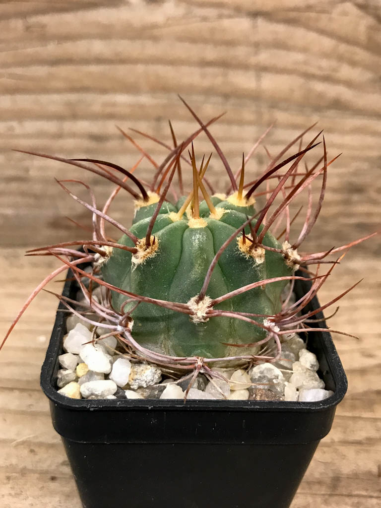 SHPR8300 Denmoza rhodacantha - Image 2