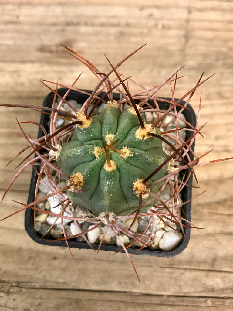 SHPR8300 Denmoza rhodacantha - Image 3