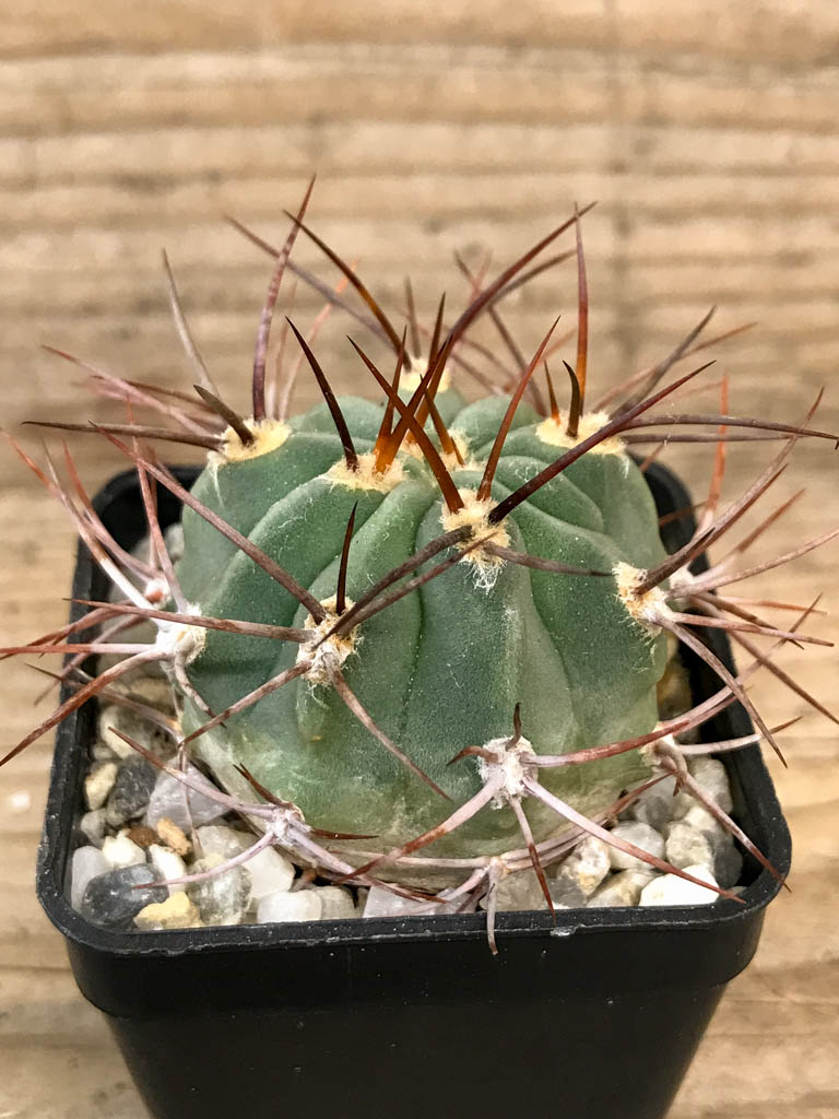 SHPR8300 Denmoza rhodacantha - Image 4