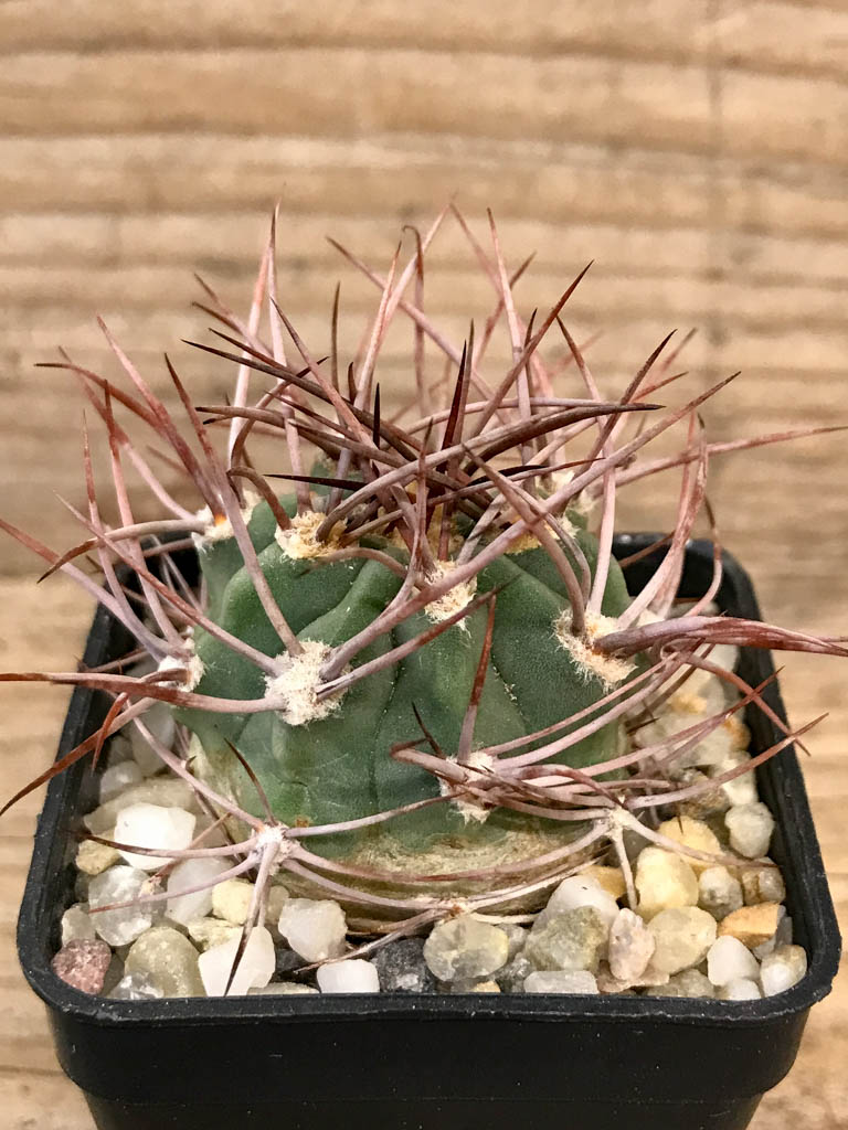 SHPR8300 Denmoza rhodacantha